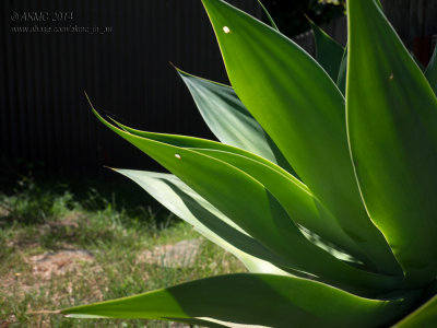 141123_1157 The Agave Likes The Sun (Sun 23 Nov)