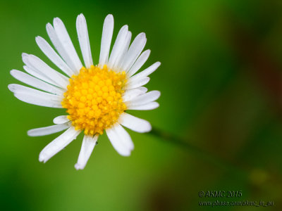20150111_161856_2081 Daisy Drops (Sun 11 Jan)