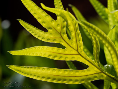 20150208_004677 Macro, The Photo Equivalent Of A Can Of Black Beans In The Back Of The Cupboard (Sun 08 Feb)