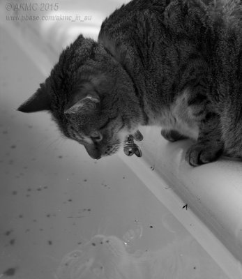 20150802_008529 What You Iz Doing In Mah Waterhole?? (Sun 02 Aug)