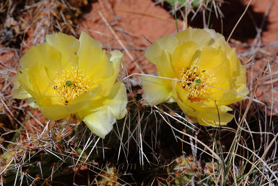 _I2C3065Moab Wildflowers.jpg