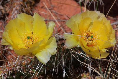 _I2C3084Moab Wildflowers.jpg