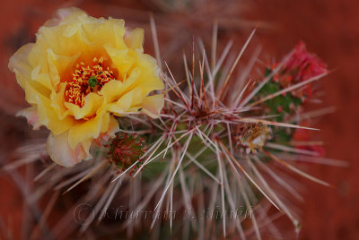 _I2C3231Moab Wildflowers.jpg