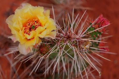 _I2C3239Moab Wildflowers.jpg