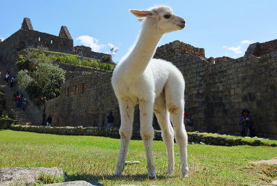 Machu Picchu_G1A6278.jpg