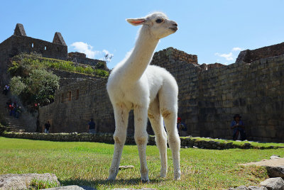 Machu Picchu_G1A6279.jpg