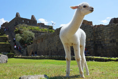 Machu Picchu_G1A6280.jpg