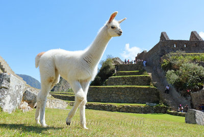 Machu Picchu_G1A6284.jpg