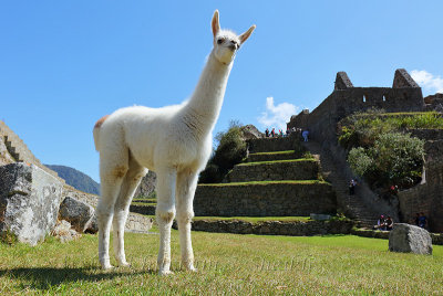 Machu Picchu_G1A6285.jpg