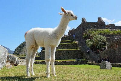 Machu Picchu_G1A6286.jpg