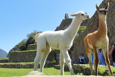 Machu Picchu_G1A6310.jpg