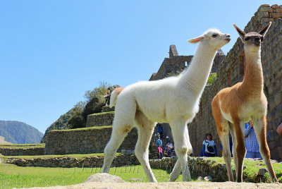 Machu Picchu_G1A6311.jpg