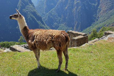 Machu Picchu_G1A6327.jpg