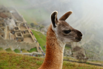 Machu Picchu_I2C0278.jpg