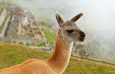 Machu Picchu_I2C0279.jpg