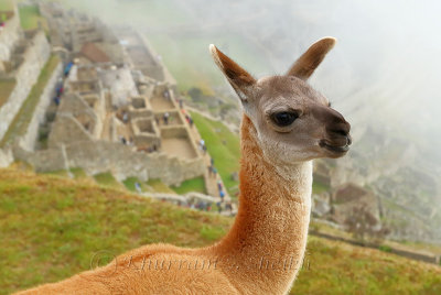 Machu Picchu_I2C0280.jpg