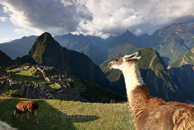 Machu Picchu_G1A6903.jpg