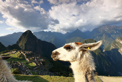 Machu Picchu_G1A6910.jpg
