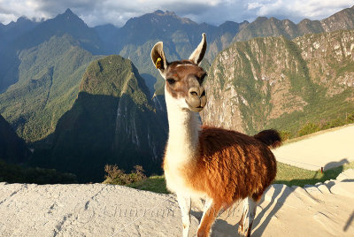Machu Picchu_G1A6948.jpg