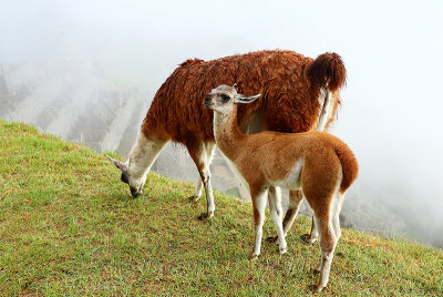 Machu Picchu_I2C0299.jpg