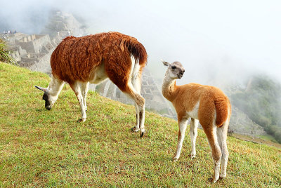 Machu Picchu_I2C0306.jpg