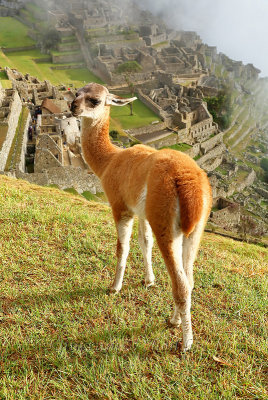 Machu Picchu_I2C0332.jpg
