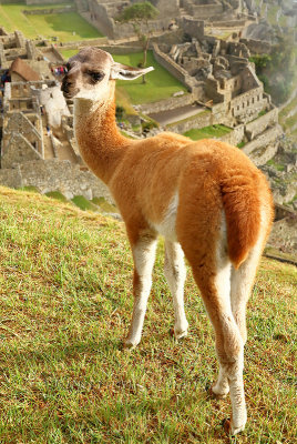 Machu Picchu_I2C0333.jpg