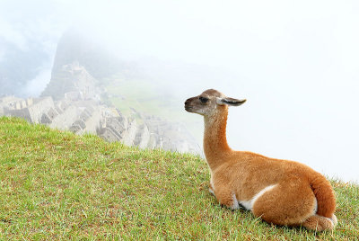 Machu Picchu_I2C0416.jpg