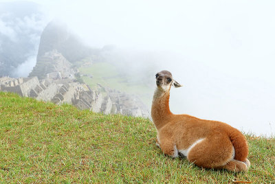 Machu Picchu_I2C0419.jpg
