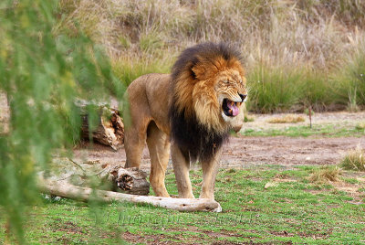 San Diego Zoo Safari_G1A8706.jpg