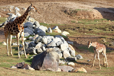 San Diego Zoo Safari_G1A8957.jpg