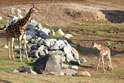 San Diego Zoo Safari_G1A8961.jpg
