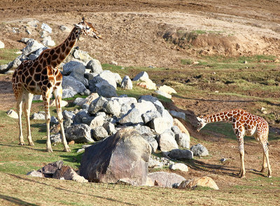 San Diego Zoo Safari_G1A8968.jpg