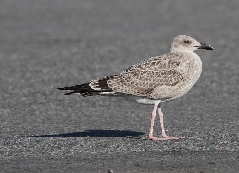 Kaspisk trut - Caspian Gull (Larus cachinnans)