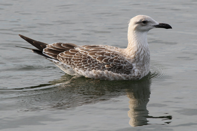 Kaspisk trut - Caspian Gull (Larus cachinnans)