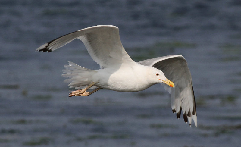Kaspisk trut - Caspian Gull (Larus cachinnans)