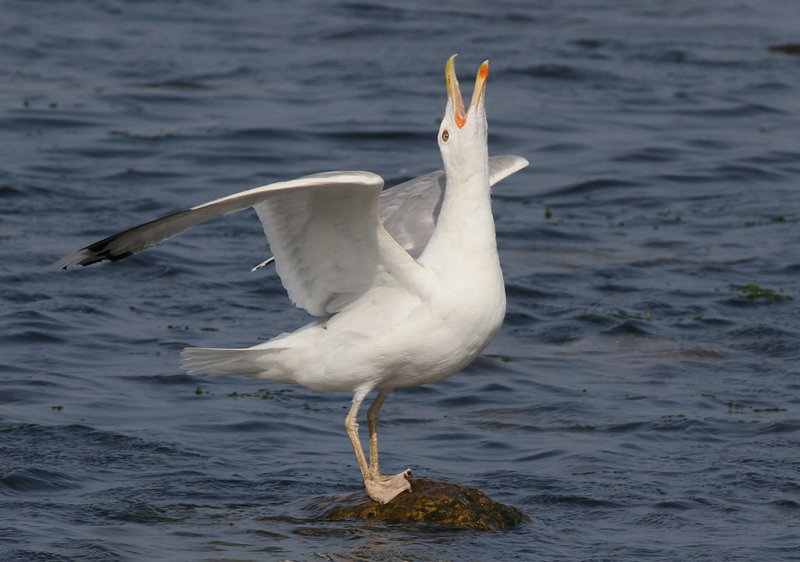 Kaspisk trut - Caspian Gull (Larus cachinnans)