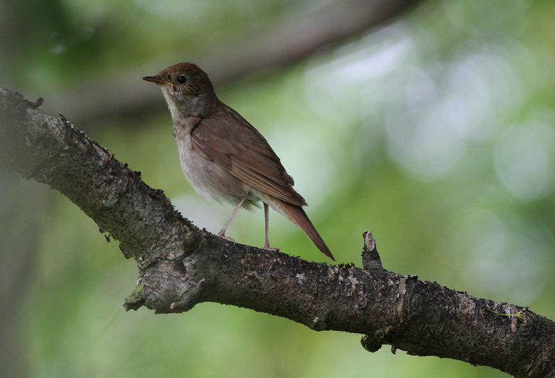 Näktergal - Thrush Nightingale (Luscinia luscinia)