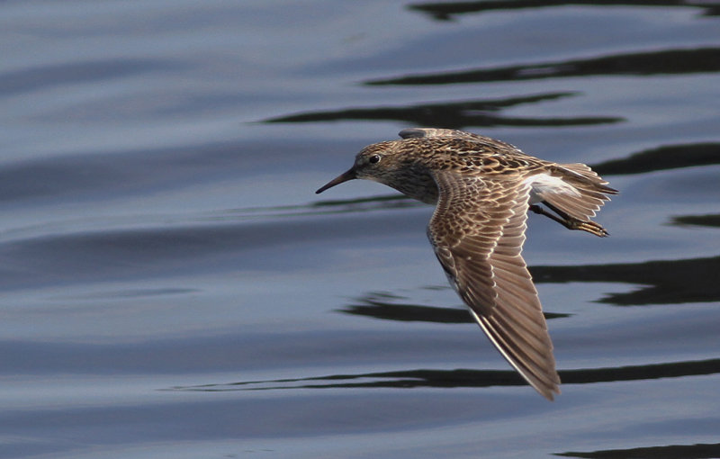 Tuvsnäppa - Pectoral Sandpiper (Calidris melanotos)