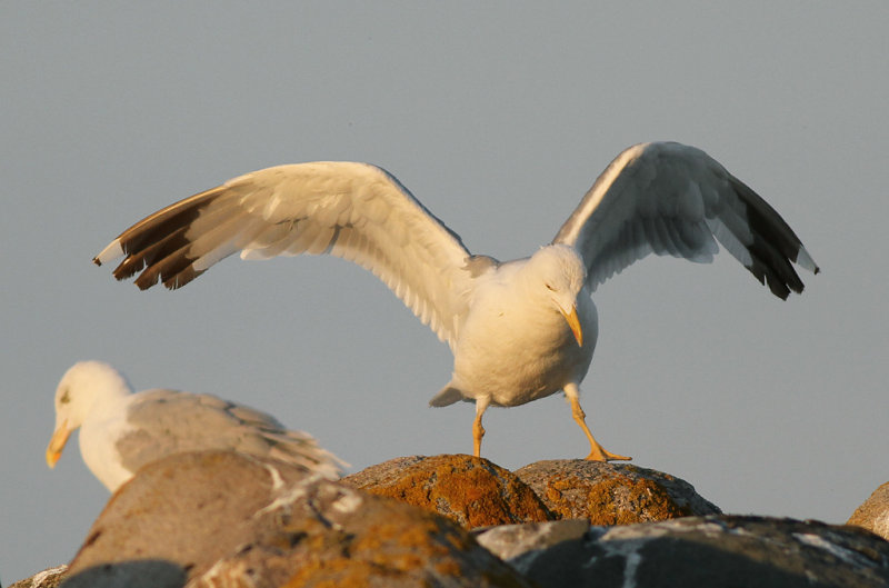 Medelhavstrut - Yellow-legged Gull (Larus michahellis)