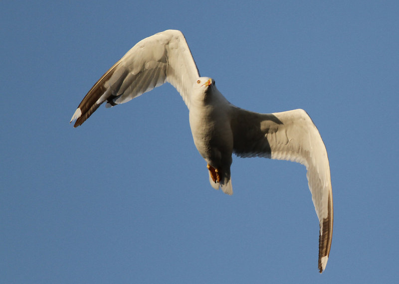 Medelhavstrut - Yellow-legged Gull (Larus michahellis)