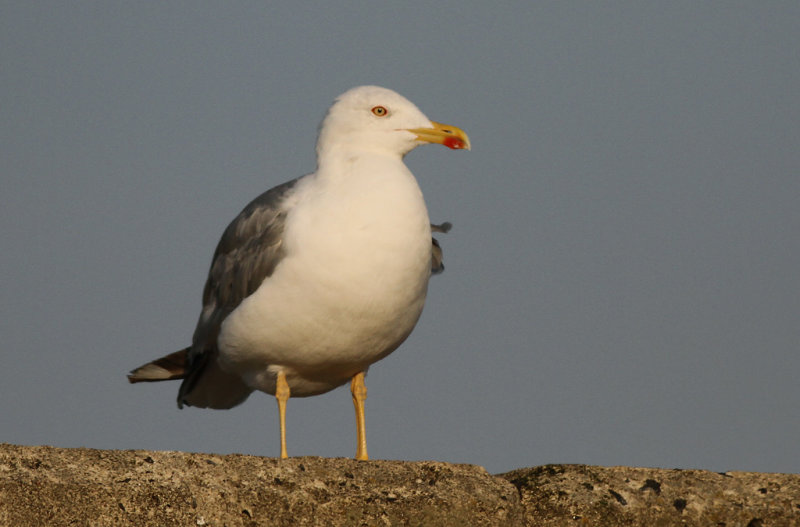 Medelhavstrut - Yellow-legged Gull (Larus michahellis)