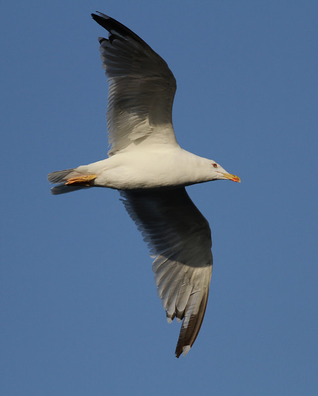 Medelhavstrut - Yellow-legged Gull (Larus michahellis)