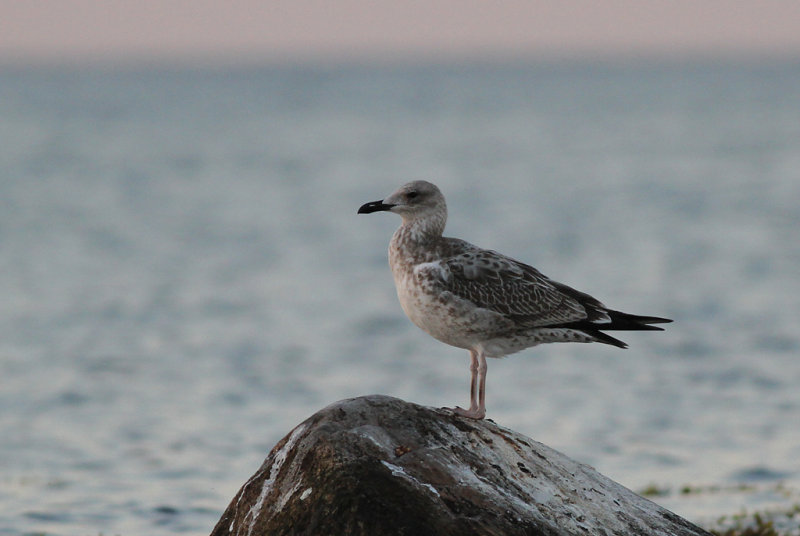 Kaspisk trut - Caspian Gull (Larus cachinnans)