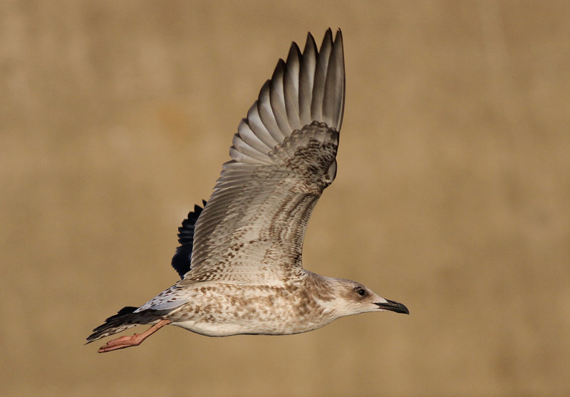 Kaspisk trut - Caspian Gull (Larus cachinnans)