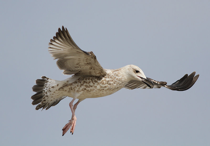 Kaspisk trut - Caspian Gull  (Larus cachinnans)