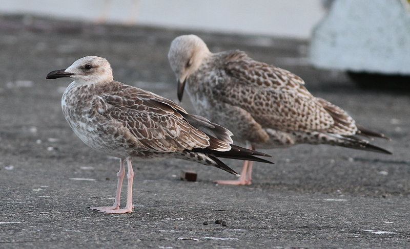 Kaspisk trut - Caspian Gull (Larus cachinnans)