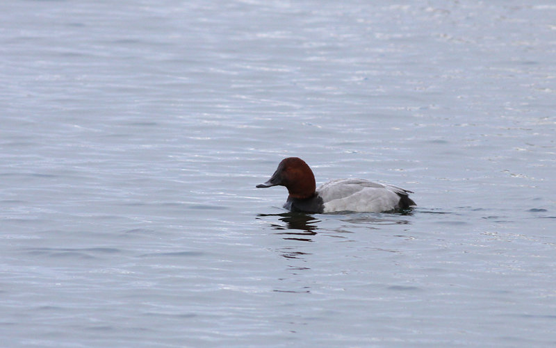 Brunand -Common pochard (Aythya ferina)