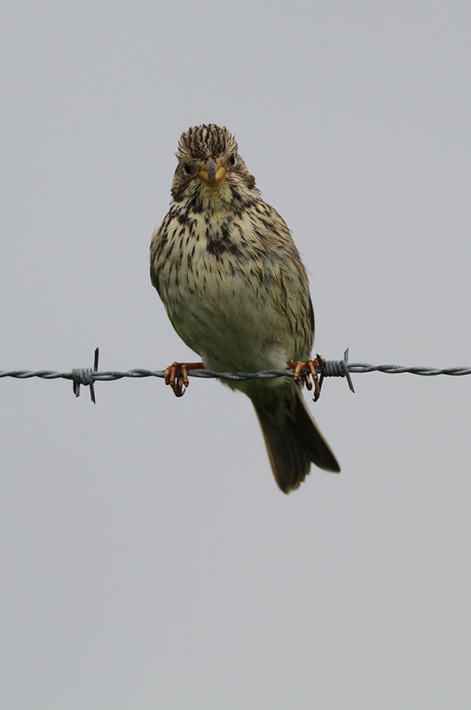 Kornsparv - Corn Bunting (Emberiza calandra)