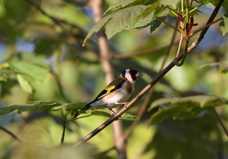 Steglits - Goldfinch (Carduelis carduelis)
